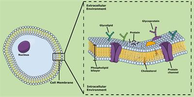 Biological Membrane-Penetrating Peptides: Computational Prediction and Applications